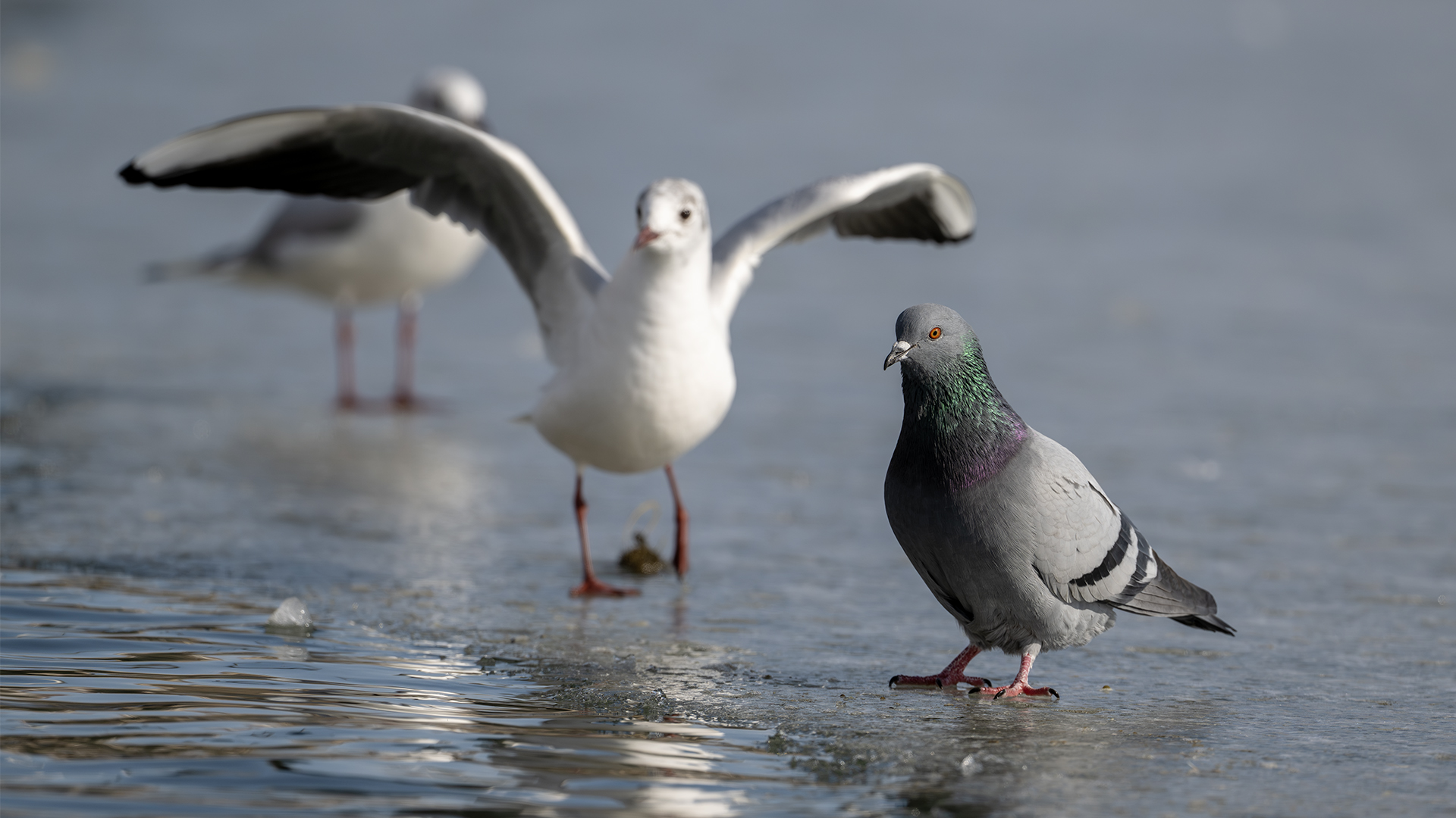 Rock Pigeon